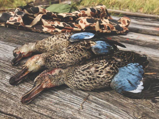 The best place to go in Colorado for guided goose hunts is BirdsandBucksOutdoors. | by birdsand buck | May, 2024 | Medium